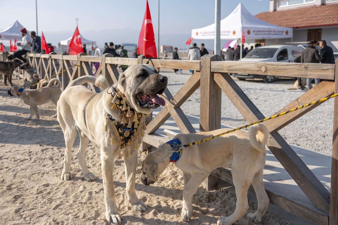 Köpek Güzellik Yarışması (3)