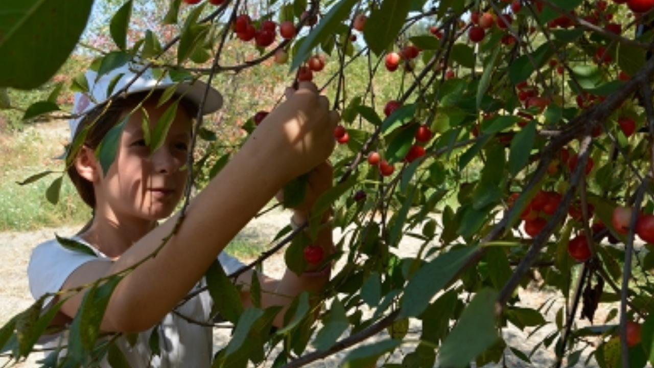 Afyon Vişne Haber (1)-1