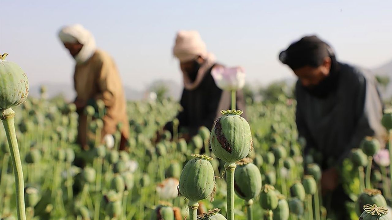 Afyonda En Çok Ne Yetişir?