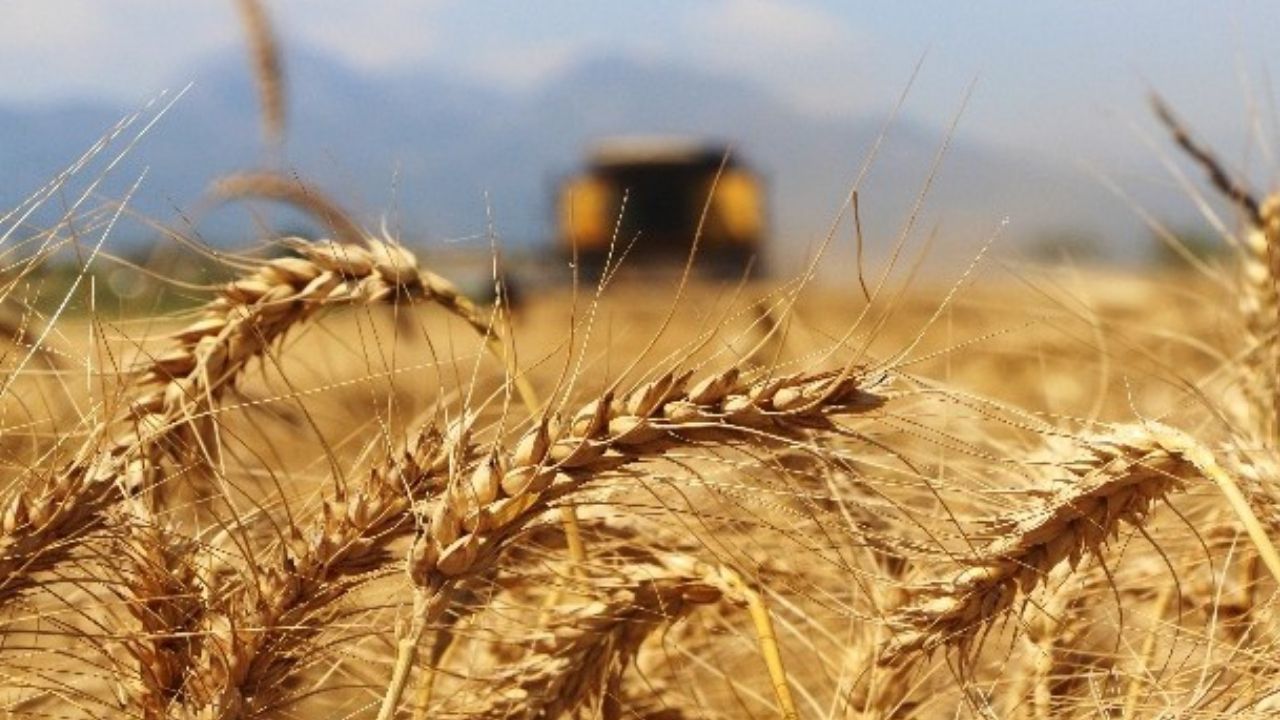 Afyon'da Ne Yetişir-1