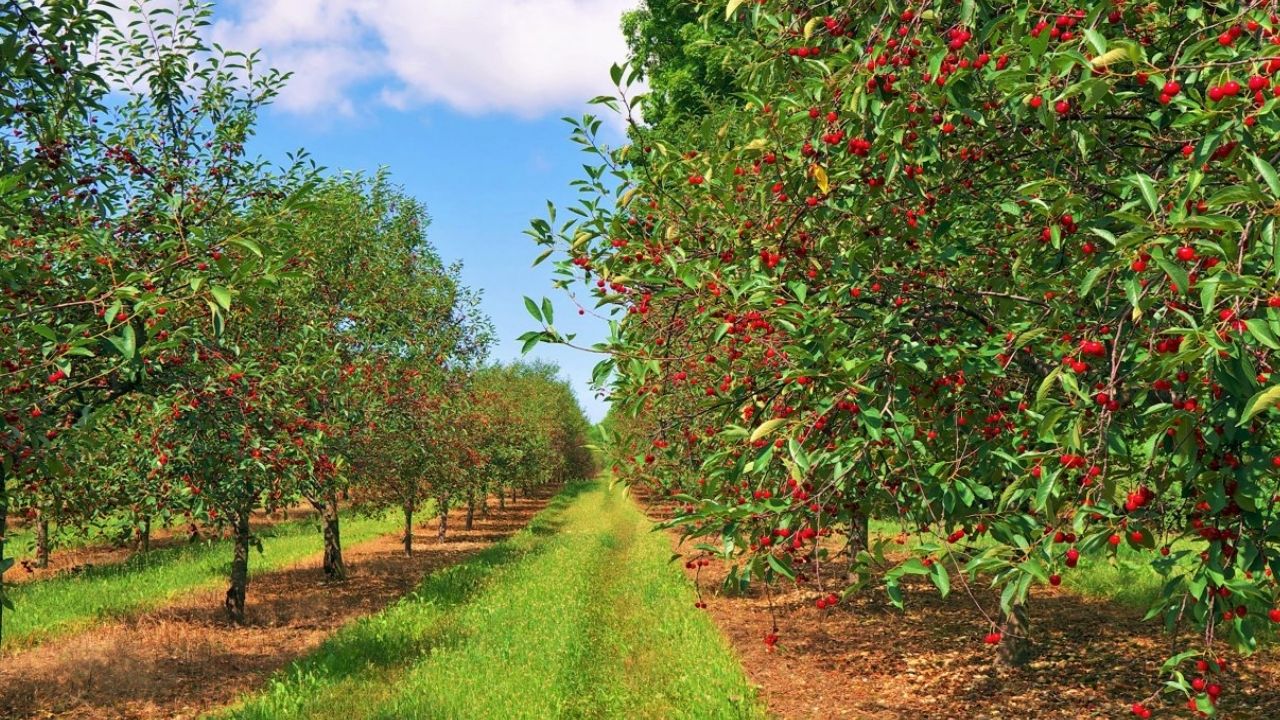 Afyonkarahisar’da En Çok Ne Yetişir-1