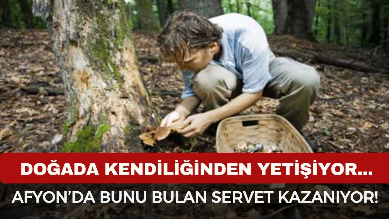 Bu Mantarı Bulan Servet Kazanıyor.-2