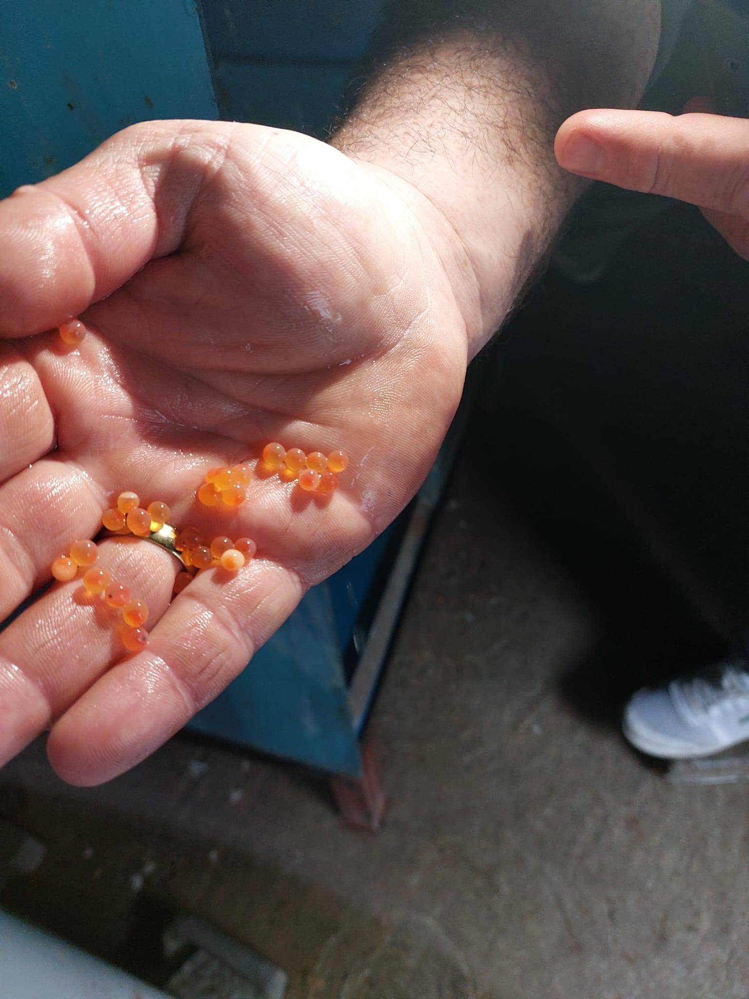 660818246 1387702816732771 2234345968232097430 N