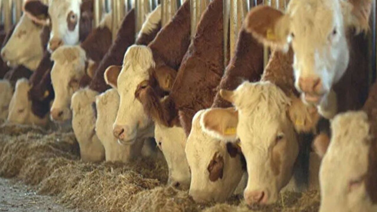 Adsız Tasarım 146-1