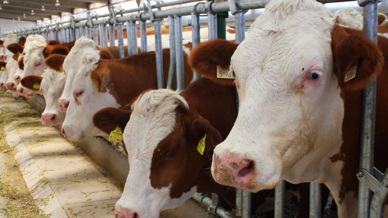 Adsız Tasarım 268-1