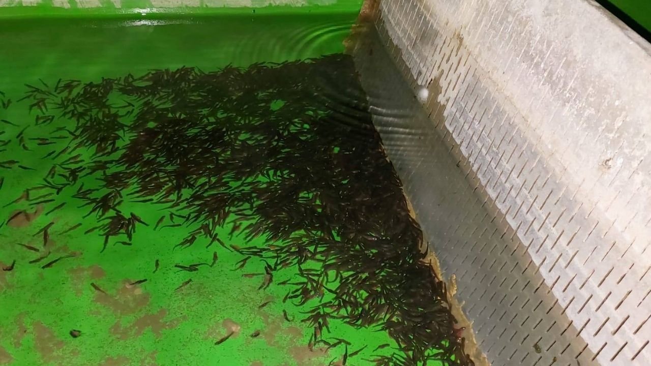 Afyonkarahisar’da balıkçılık denetimleri neden artırıldı? Hangi tesisler kontrol edildi?