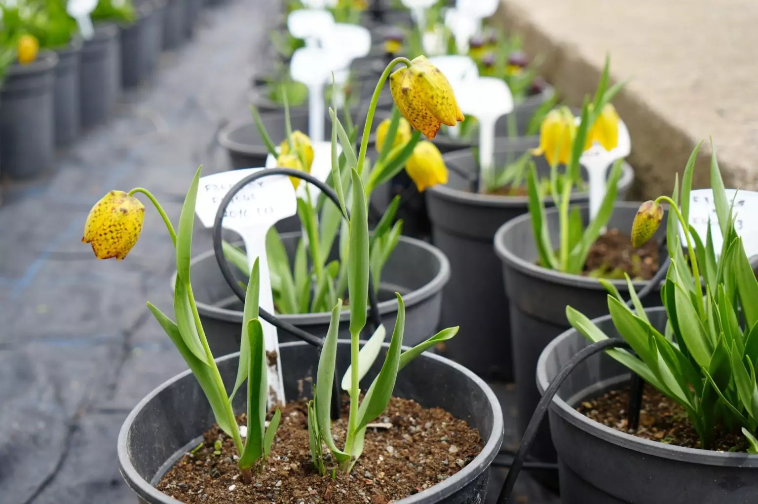 A W682269 04 1536X1022