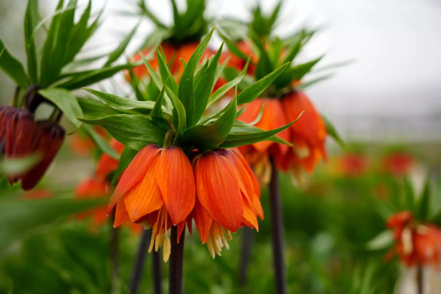 A W682269 06 1536X1024