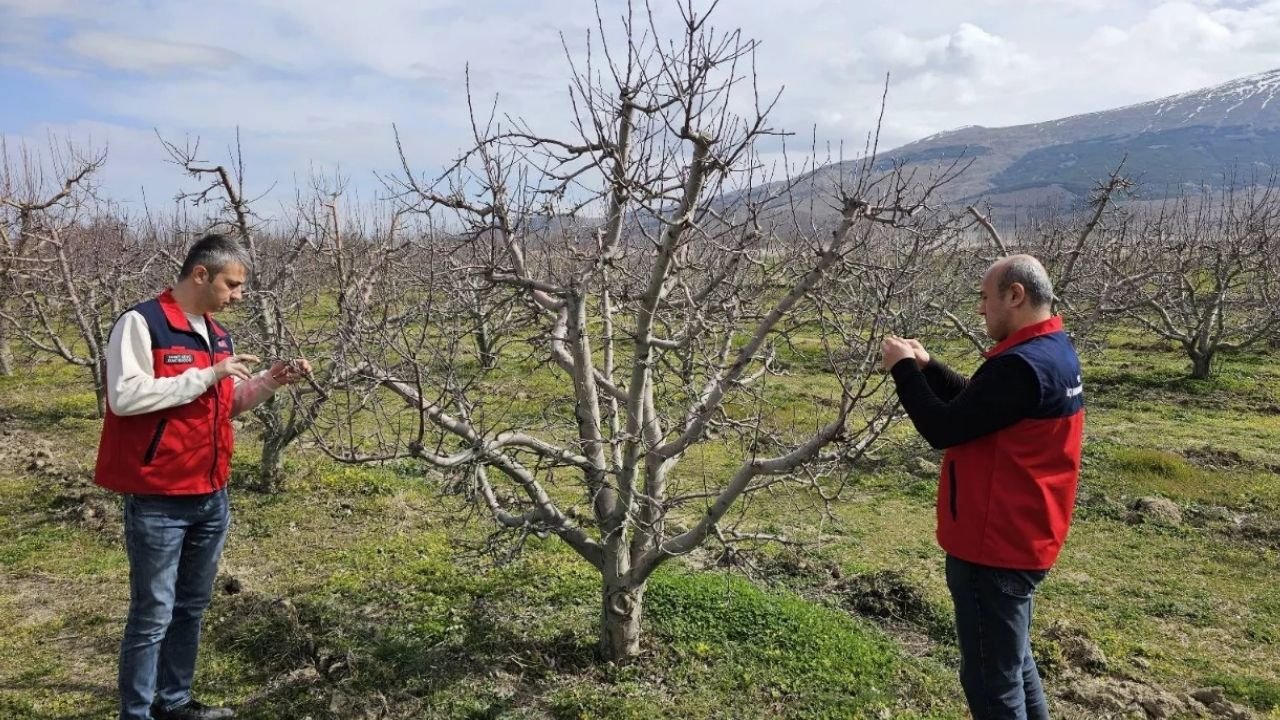 Afyon’da tarım alarmda! Meyve ağaçlarında denetimler devam ediyor