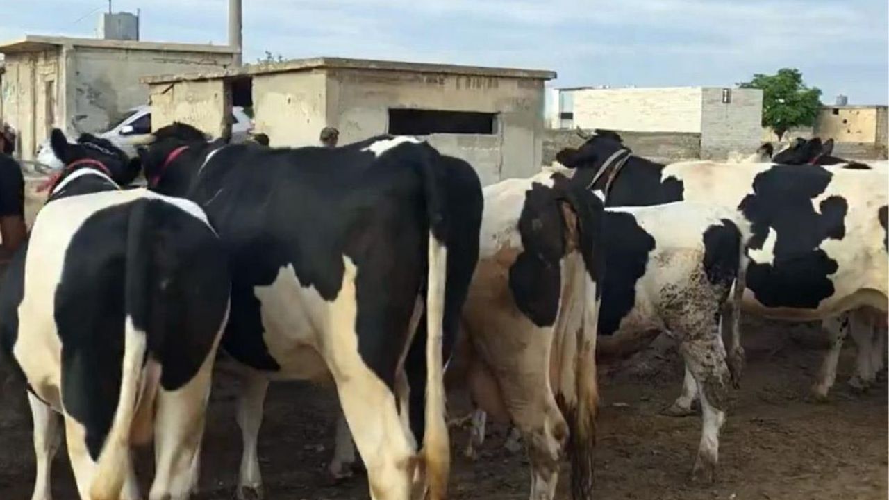 Adsız Tasarım 1264