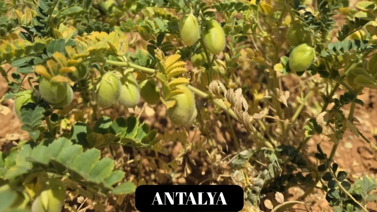Afyon Anahaber 359