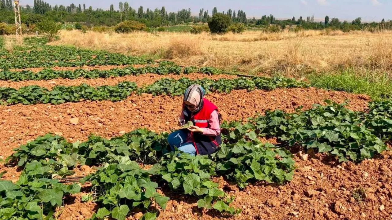 Afyon Anahaber 1266