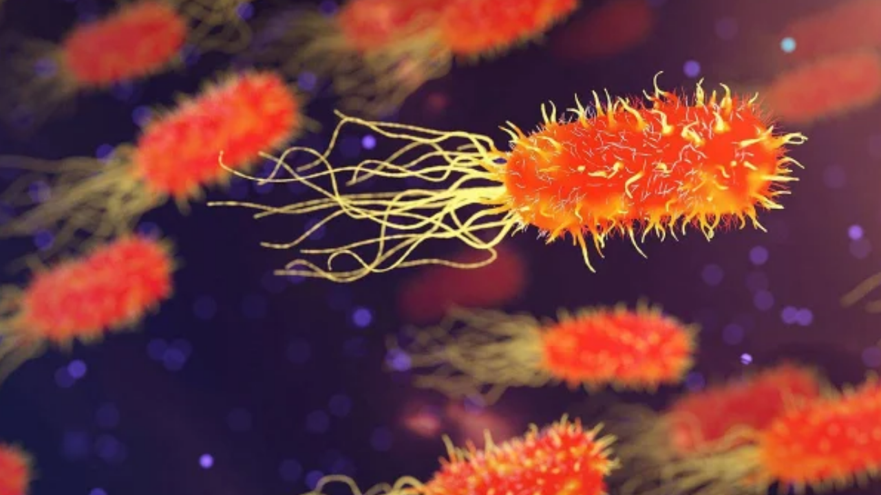 Listeria bakterisi nedir, nasıl oluşur? Listeria bakterisi öldürür mü, nelerde bulunur?