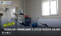 Tedavileri Tamamlanan 3 Leylek Doğaya Salındı