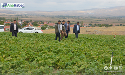 FASULYE HASADI BU YIL 16 BİN TON OLARAK GERÇEKLEŞTİ