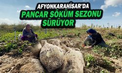 Bir Çok Bölgede Pancarlar Makineler İle Değil Eski Usulle Yani El İle Sökülüyor