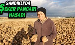 Sandıklı’da Bu Yıl 100 Bin Ton Üzerinde Şeker Pancarı Rekoltesi Bekleniyor