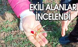 Bayramgazi'de Hububat Ekili Alanlar İncelendi