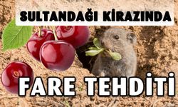 SULTANDAĞI'NDA KİRAZ KRİZİ: 50 BİN FİDAN TEHLİKEDE!