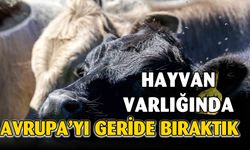Türkiye hayvan varlığıyla Avrupa’nın zirvesinde