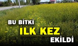 Şuhut’ta ilk defa ekilen ‘lenox’ boy verdi