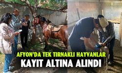 Afyonkarahisar'da tek tırnaklı hayvanlar kayıt altına alındı