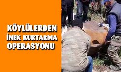 Köylülerden inek kurtarma operasyonu