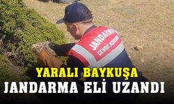 Jandarmanın bulduğu yaralı baykuş tedavi altına alındı