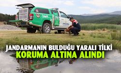 Jandarmanın bulduğu yaralı tilki koruma altına alındı