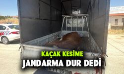 Jandarma kaçak kesildiği belirlenen büyükbaş hayvan ele geçirdi