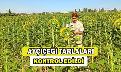 Ayçiçeği tarlaları kontrol edildi