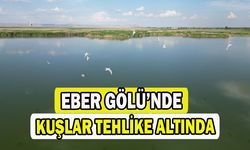 Eber Gölü'nde su seviyesinin azalması kuş türlerini olumsuz etkiledi 