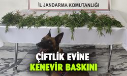 Çiftlik evine kenevir baskını