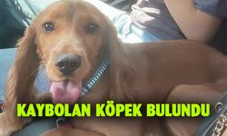 Kaybolan köpek bulundu