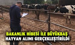 Bakanlık hibesi ile büyükbaş hayvan alımı gerçekleştirildi