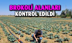 Afyonkarahisar’da brokoli alanları incelendi