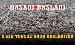 Hasat Başladı, 5 Bin Ton Ürün Bekleniyor