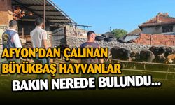 Afyonkarahisar’da çalınan büyükbaş hayvanlar Isparta’da bulundu