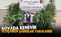 Keneviri yetiştirdikleri yer hayrete düşürdü