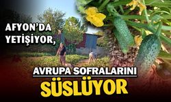 Başmakçı’nın salatalığı Avrupa sofralarını süslüyor