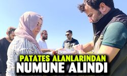 Patates alanlarından numune alındı