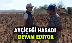 Ayçiçeği hasadı devam ediyor