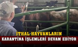 İthal gelen hayvanların işlemleri gerçekleştirildi