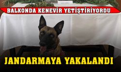 Balkonda kenevir yetiştiren şahsı jandarma yakaladı