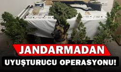 Jandarmadan uyuşturucu operasyonu:6 gözaltı