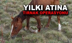 Afyonkarahisar'da yılkı atına tırnak operasyonu