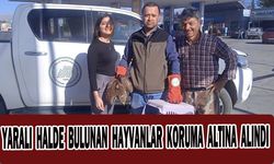 Yaralı halde bulunan hayvanlar koruma altına alındı