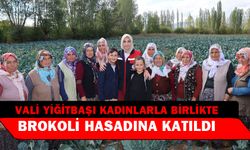 Vali Yiğitbaşı brokoli hasadı yaptı