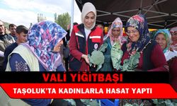 Vali Yiğitbaşı, Taşoluk’ta brokoli hasadına katıldı