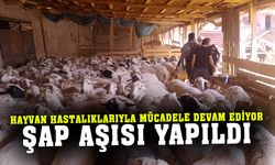 Afyonkarahisar’da şap ve brucella aşısı yapıldı